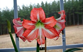 How to Divide Amaryllis Bulbs
