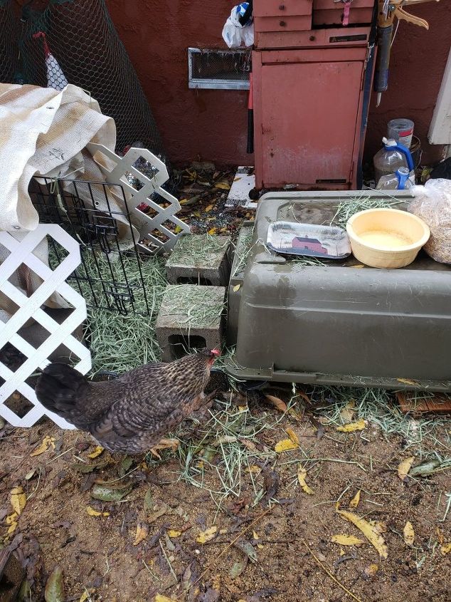 q how do i learn the basics like building a roof and a chicken coop