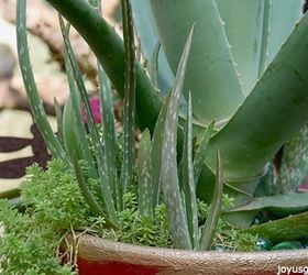 aloe vera an easy care succulent to grow as a houseplant