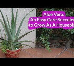 Aloe Vera: Una suculenta de fácil cuidado para cultivar como planta de interior