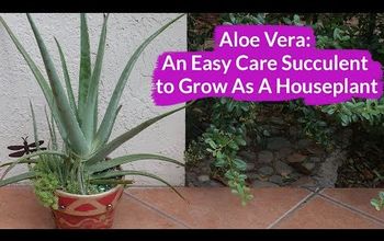  Aloe Vera: uma suculenta fácil de cuidar para crescer como planta de casa