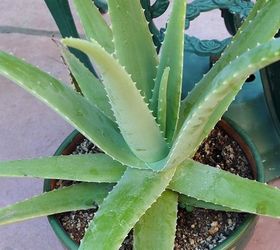 Aloe Vera: An Easy Care Succulent to Grow As A Houseplant