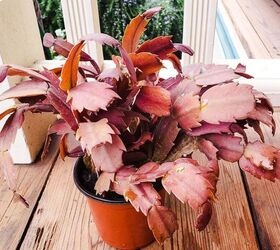 What Causes Christmas Cactus Leaves To Turn Orange?