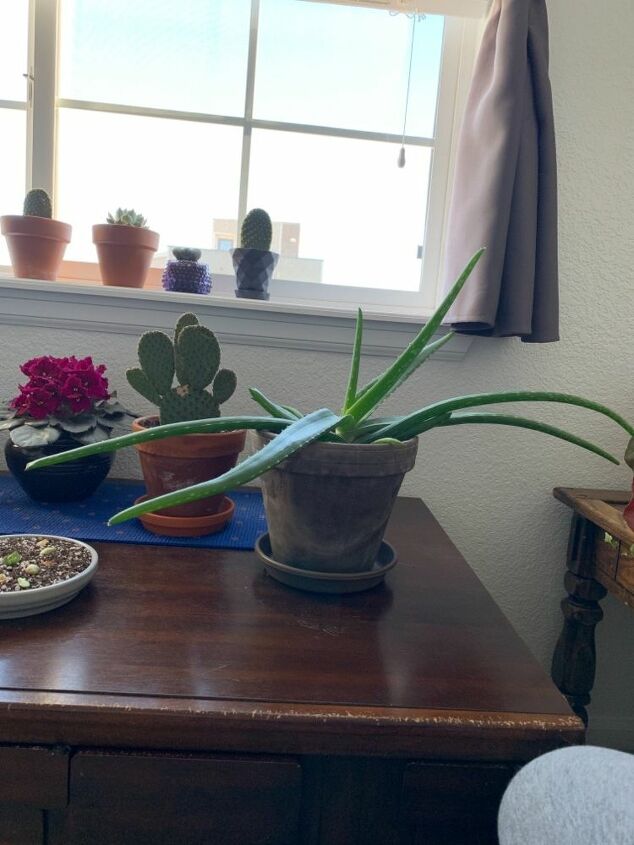 how can i revive my aloe vera plant with horizontal leaves