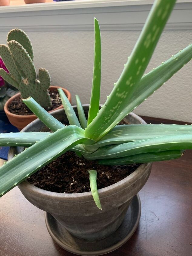 q how can i revive my aloe vera plant with horizontal leaves