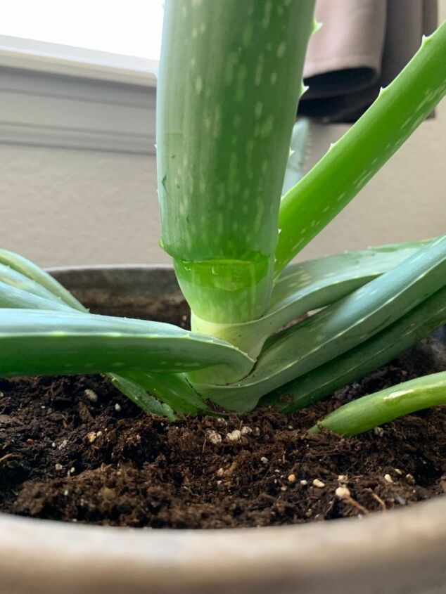 how can i revive my aloe vera plant with horizontal leaves