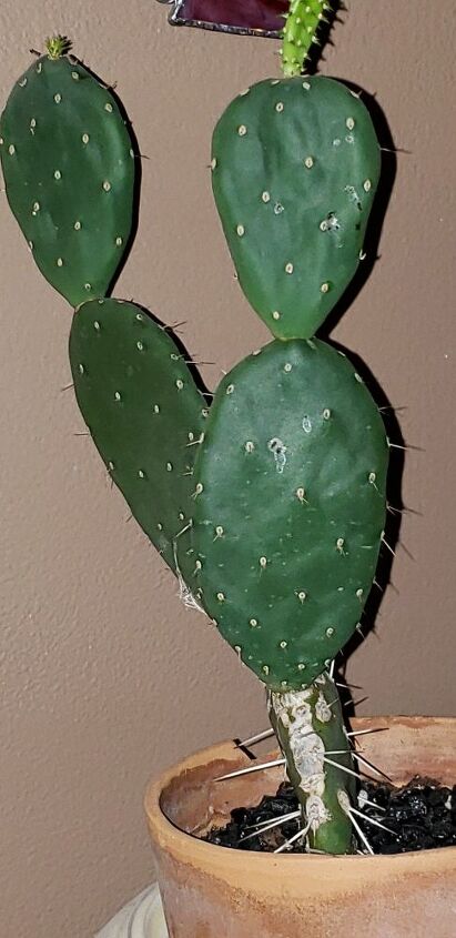 q how do i retransplant 2 different cactuses