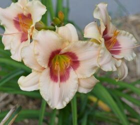 how to grow care for daylilies