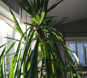 how do i care for my yucca plant
