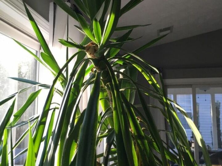 q yucca plant