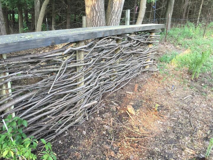 turning dreaded buckthorn into an english wattle fence, An Old English wattle fence made of buckthorn