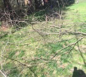 turning dreaded buckthorn into an english wattle fence, I cut branches and stripped them into sticks