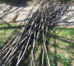 turning dreaded buckthorn into an english wattle fence, Twigs cut into wattle