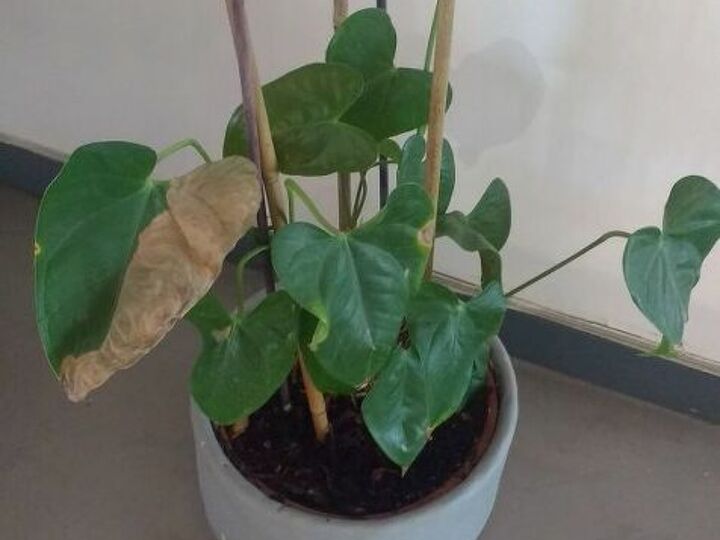 q how do i care for these plants