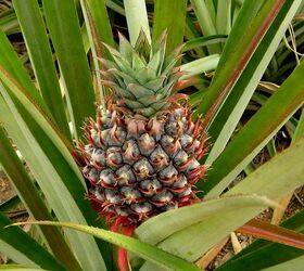 how to grow a pineapple at home, How to Grow a Pineapple pixabay