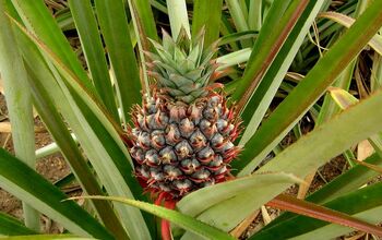 How to Grow a Pineapple at Home