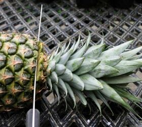 how to grow a pineapple at home, Pineapples Eleni