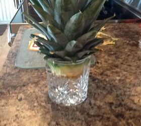 how to grow a pineapple at home, Growing a Pineapple Cindy
