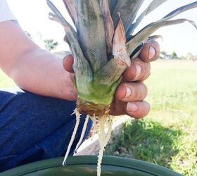 how to grow a pineapple at home, Planting a Pineapple Dee Dee