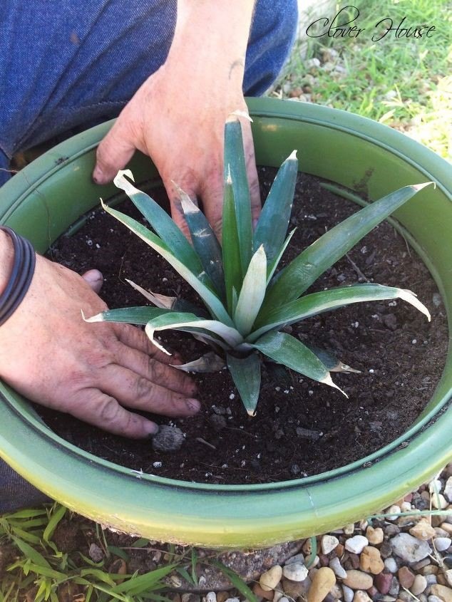 how to grow a pineapple at home, Potted Pineapple Dee Dee