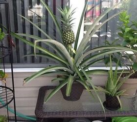 how to grow a pineapple at home, Best Way to Grow Pineapples Cindy