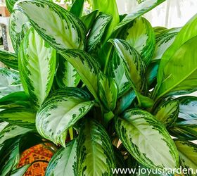 winter houseplant care keeping your indoor plants alive