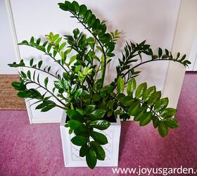 winter houseplant care keeping your indoor plants alive