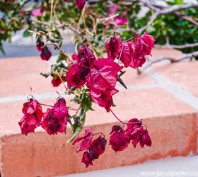 how to care for bougainvillea in winter