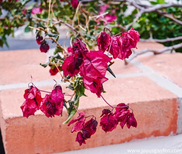how to care for bougainvillea in winter