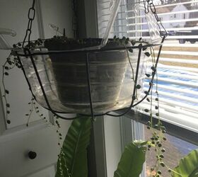 q how can i thicken up my scrawny string of pearls plant