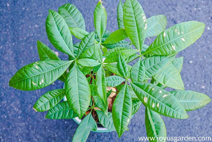 how to repot a money tree pachira aquatica plus the mix to use