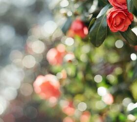 how to prune camellias