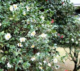 how to prune camellias