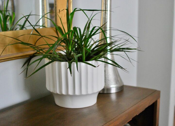 gua para principiantes sobre plantas para su hogar