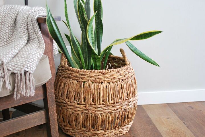 a beginner s guide to plants for your home