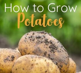 Cómo cultivar patatas en casa
