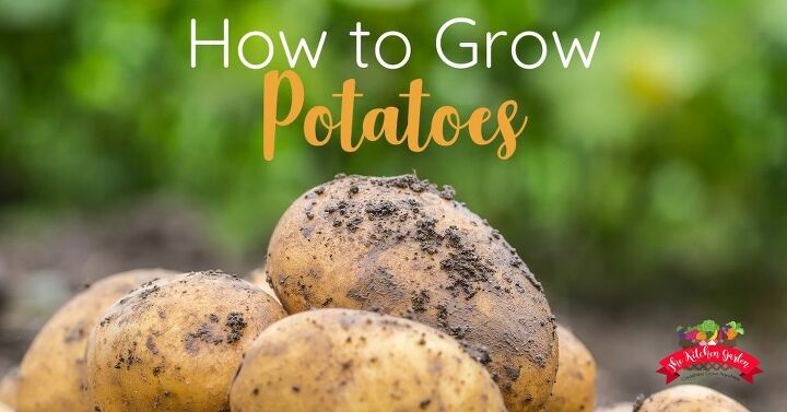 como cultivar patatas en casa