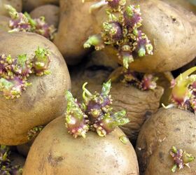 how to grow potatoes at home