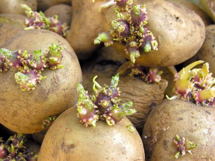 como cultivar batatas em casa