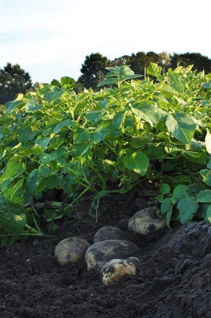 how to grow potatoes at home