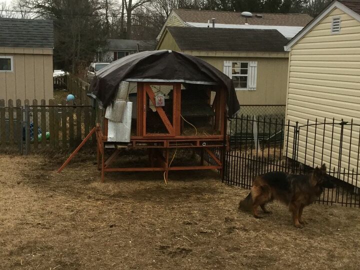 q what should i do to make the area around the chicken coop out nice