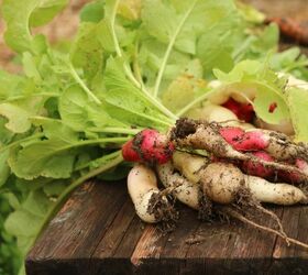 how to grow radishes in containers