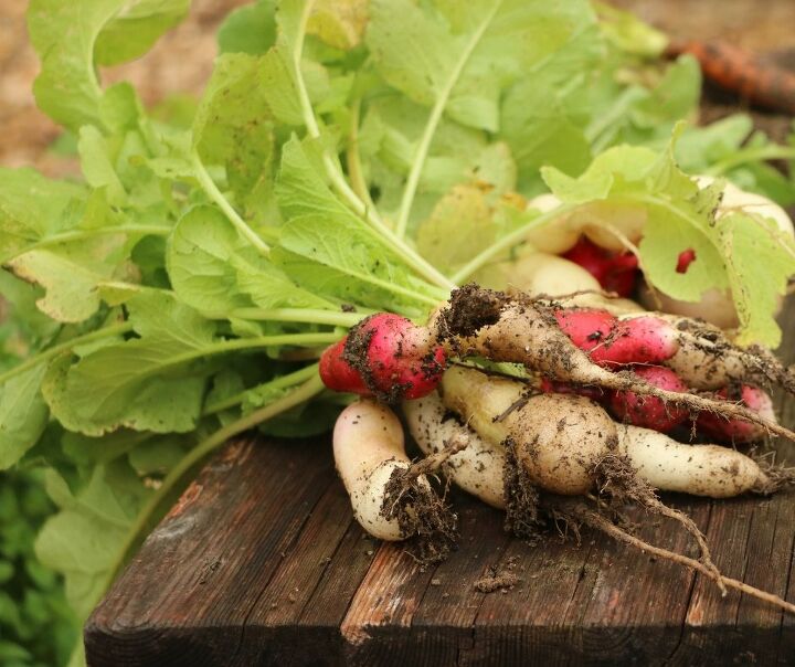 how to grow radishes in containers