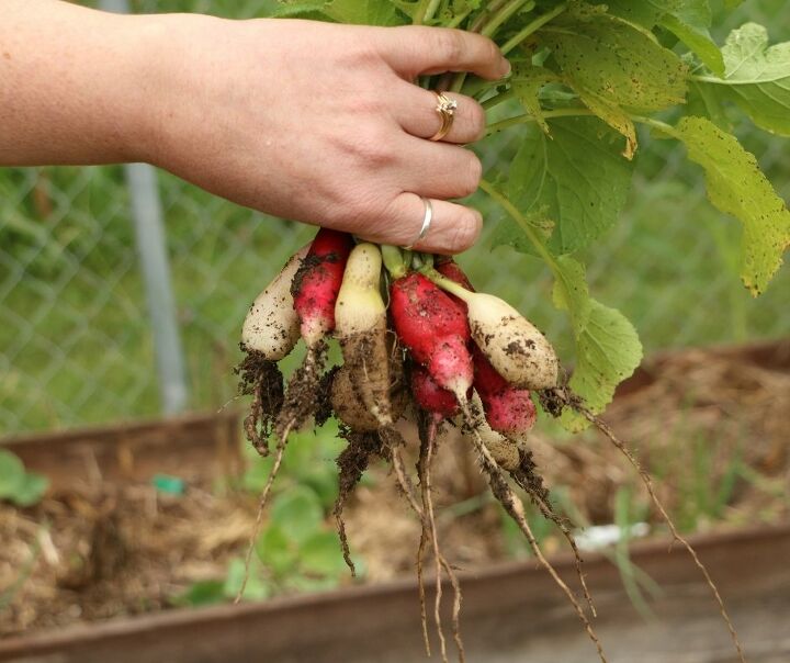 como cultivar rabanetes em recipientes