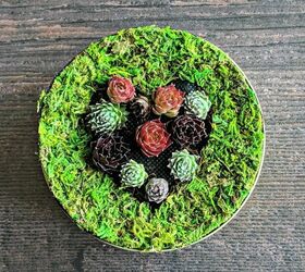 mini succulent planter
