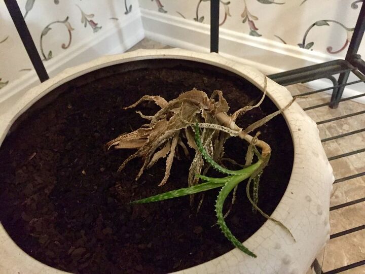 q how do i care better for my succulents