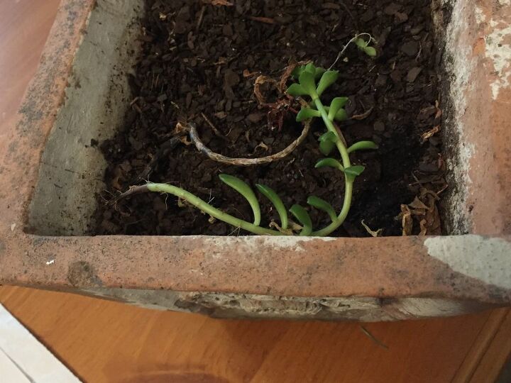 q how do i care better for my succulents