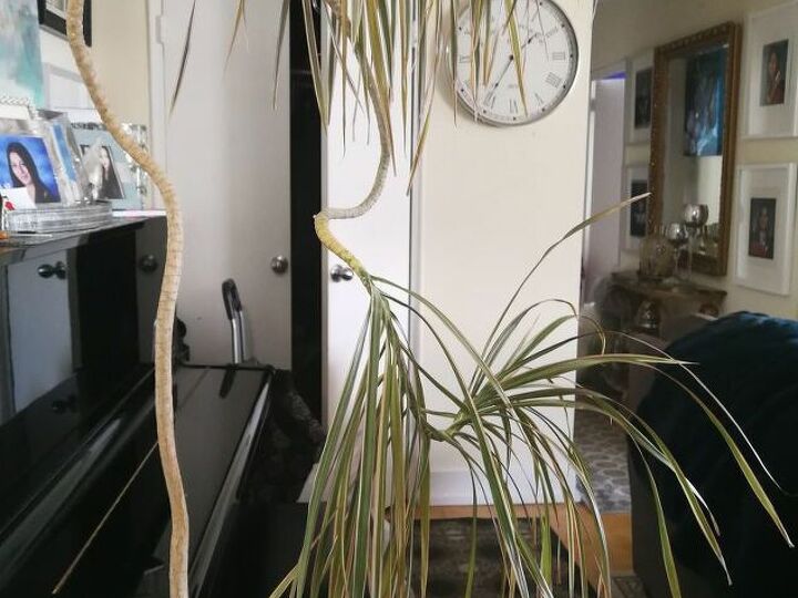 q how to care for a dracanea tree