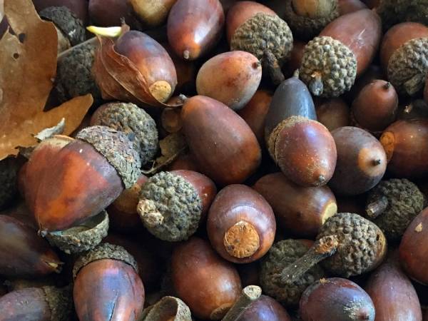 how to make fabric dye with acorns, Acorns for Dyeing
