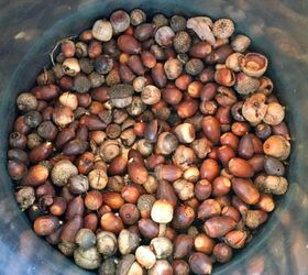 how to make fabric dye with acorns